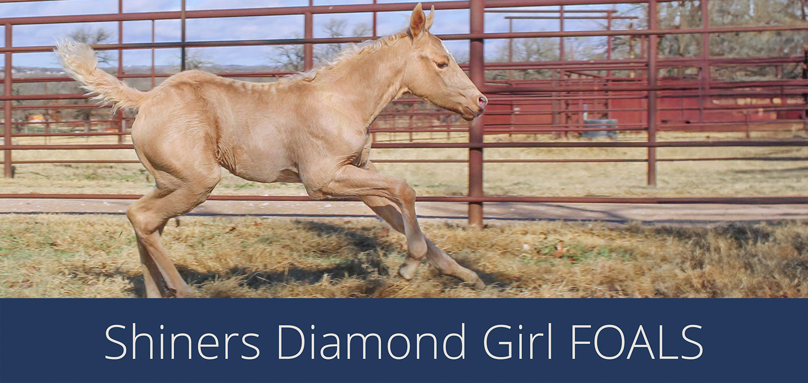 Shiners Diamond Girl Foals image