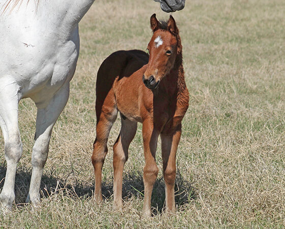 CD Diamond x A Short Bunny - 2017 Colt