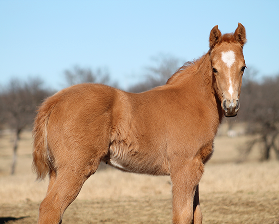 CD Diamond x Bearly Nuf Taz - 2017 Colt