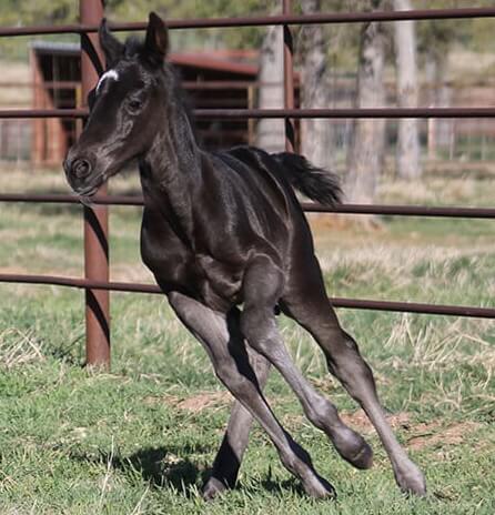 CD Diamond x Cat Scann - 2017 Colt