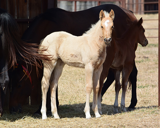 CD Diamond x Cat Scann - 2017 Filly