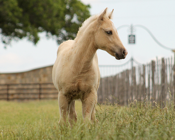 CD Diamond x MK Cats Lil Kitty - 2017 Filly