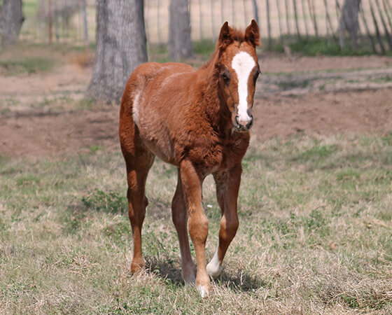 CD Diamond x Oaks Natalie - 2017 Colt