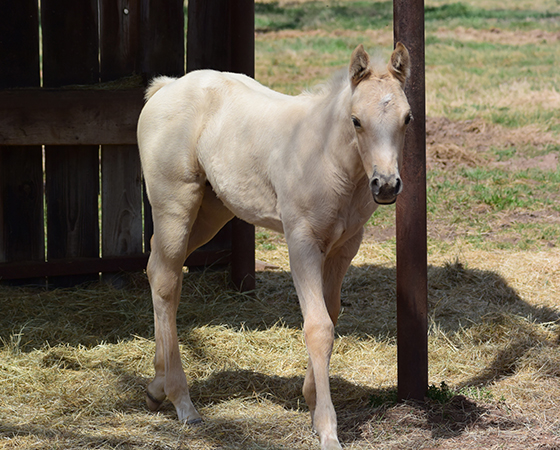 CD Diamond x Shanias Lil Step - 2017 Filly