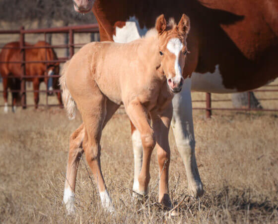 CD Diamond x Shirley Ima Gunner - 2018 Filly