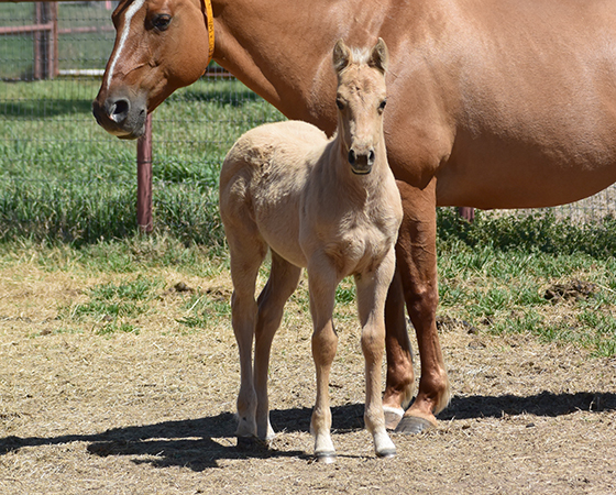 CD Diamond x Whiz N Spark - 2017 Filly