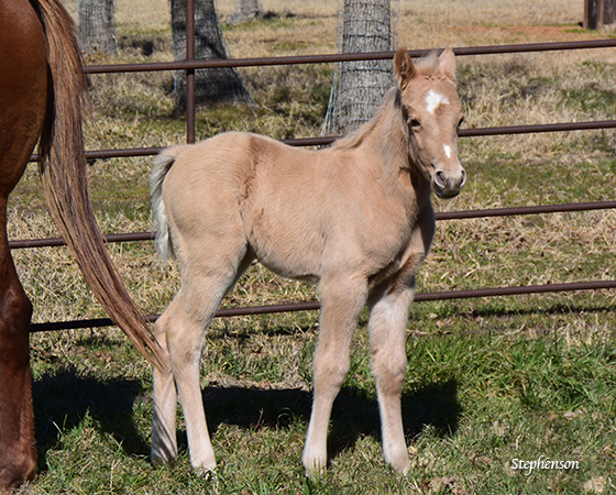 CD Diamond x A Short Bunny - 2016 Colt