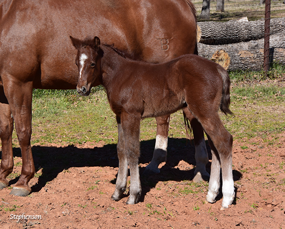 CD Diamond x Amanda Starlena - 2016 Colt