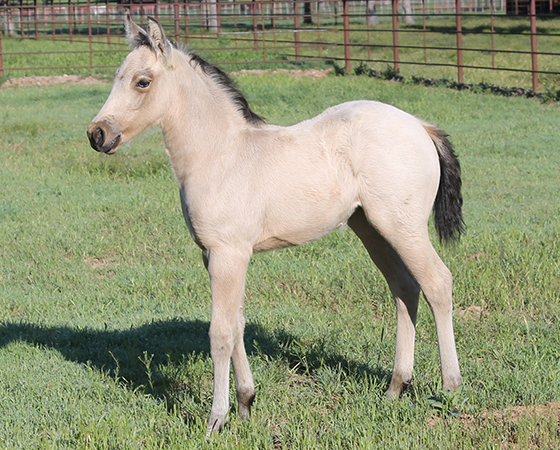 CD Diamond x Cat Mist - 2016 Filly