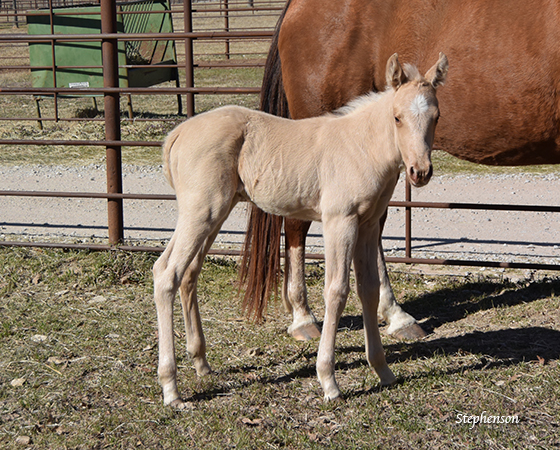CD Diamond x Highly Unlimited - 2016 Filly 1