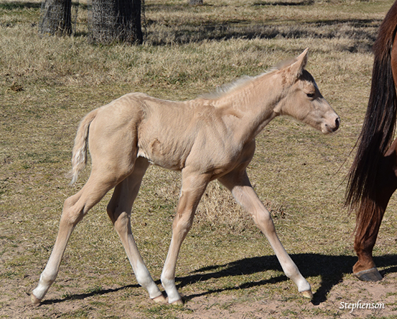 CD Diamond x Katarinas Lil Step - 2016 Colt