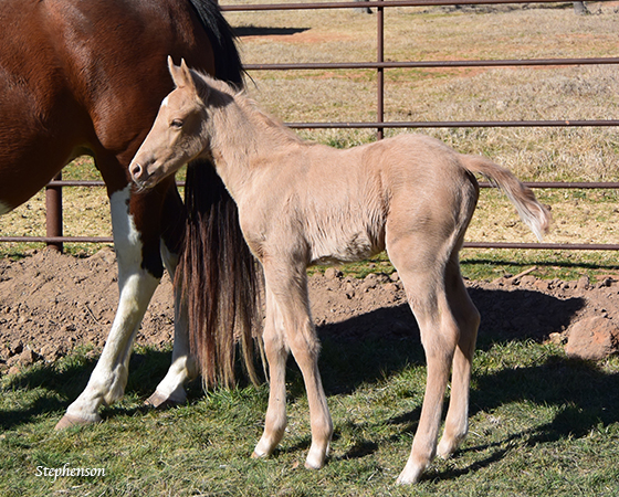 CD Diamond x Missin Bunny - 2016 Colt