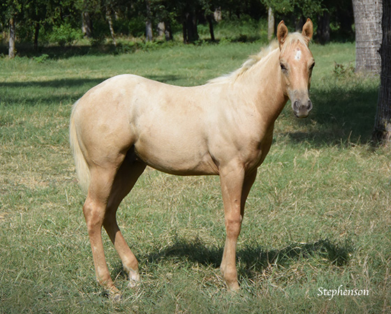 CD Diamond x Playin Lil Pistol - 2015 Colt