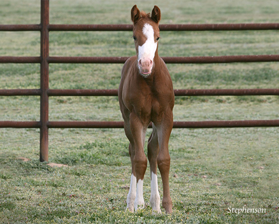 CD Diamond x Shirley Ima Gunner - 2015 Filly