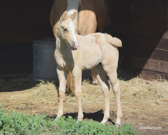 CD Diamond x Spooks Mariah - 2015 Filly