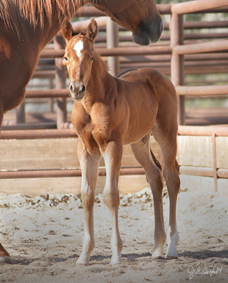 CD Diamond x Starlit Rita - 2015 Colt