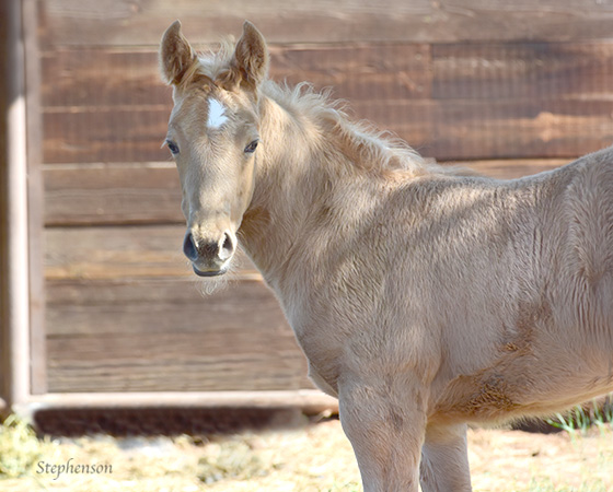 CD Diamond x Stylish Little Oak - 2015 Colt