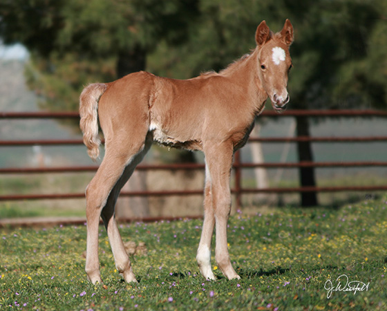 CD Diamond x Stylish Little Oak - 2015 Filly 2