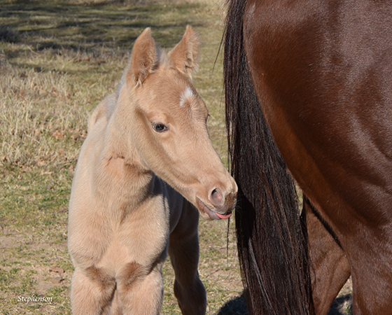 CD Diamond x Suepernatural - 2016 Filly