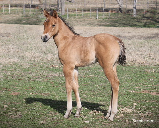 CD Diamond x Tejons Sugar Pine - 2015 Filly