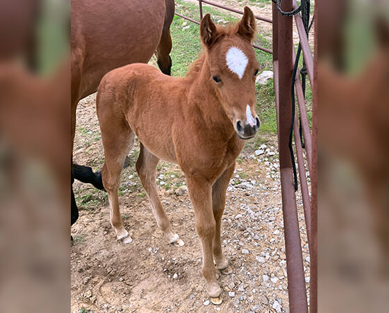 CD Diamond x Cat Mist - 2020 Filly