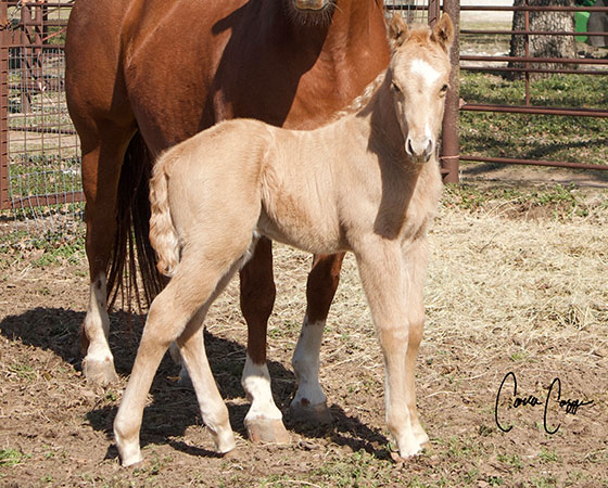CD Diamond x SJR Whole Lotta Rey - 2023 Palomino Colt