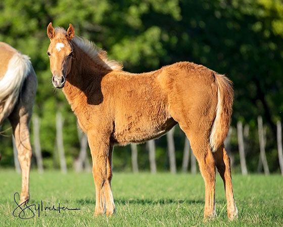 CD Diamond x Mrs Bay Cat - 2021 Filly