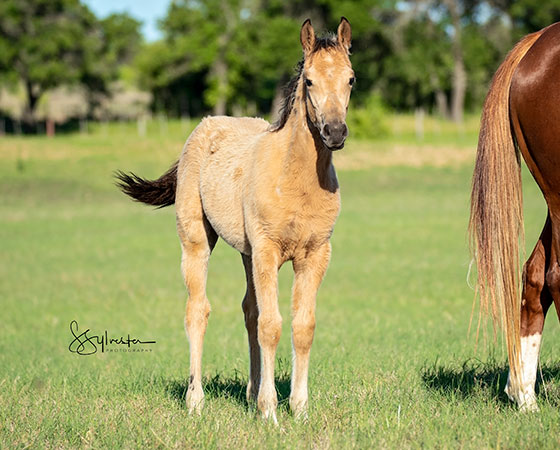 CD Diamond x Xquisit Cat - 2021 Filly