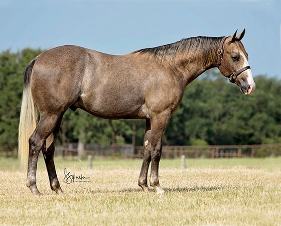 SJR Diamond Kahn - CD Diamond x Playguns King Badger - 2016 Gray Colt