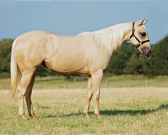 SJR Diamonds Suezie - CD Diamond x Suepernatural - 2016 Palomino Filly