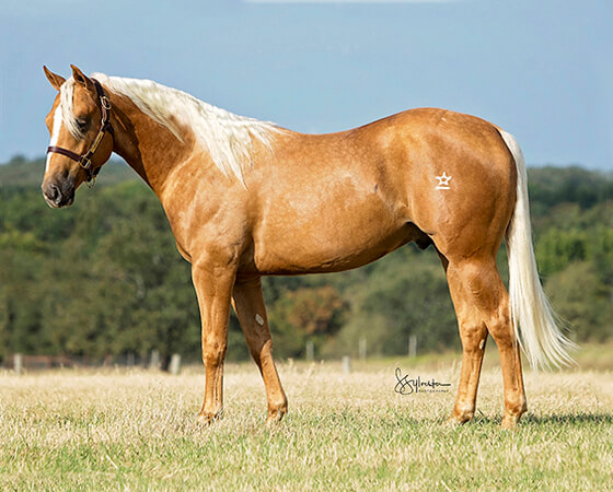 SJR Diamonds Nicco - CD Diamond x Nics Lil Angel - 2016 Dark Palomino Colt