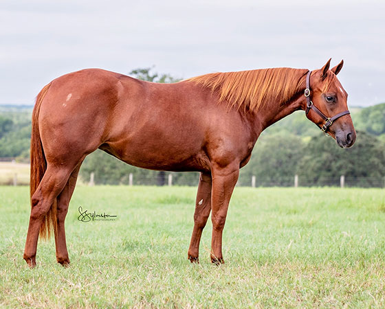 SJR Diamond Bird - CD Diamond x Spooks Mariah - 2019 Sorrel Filly