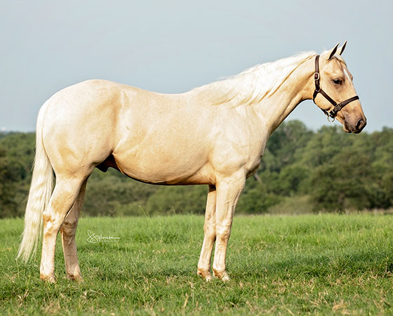 SJR Diamond Kats - CD Diamond x Catann Mouse - 2019 Palomino Colt