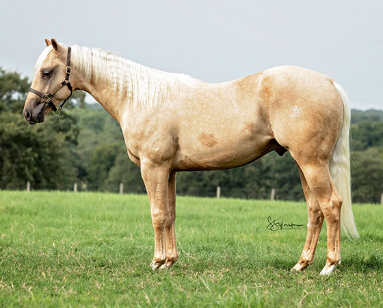 SJR Diamond Stardom - CD Diamond x Amanda Starlena - 2019 Palomino Colt