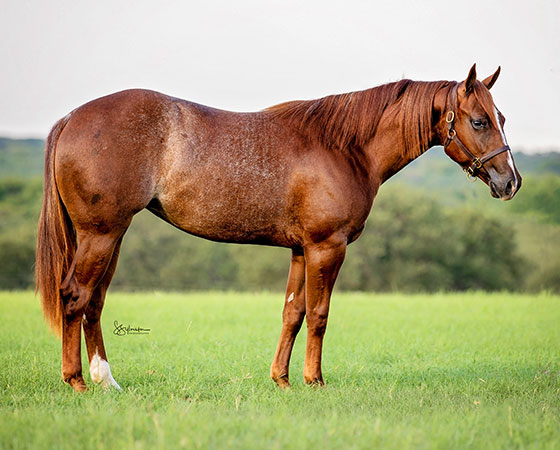 SJR Billies Diamond - CD Diamond x Billies Smooth Cat - 2021 Sorrel Filly