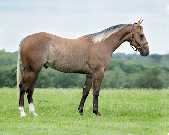 SJR Diamond Calypso - CD Diamond x Kalightascope - 2017 Gray Colt