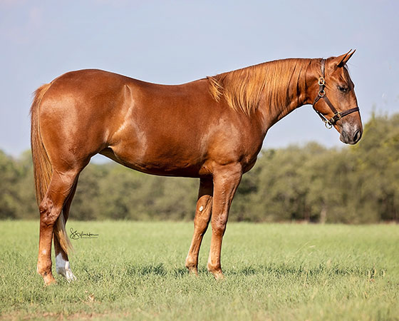 SJR Diamond Catahoo - CD Diamond x Cattahoochie - 2021 Sorrel Filly