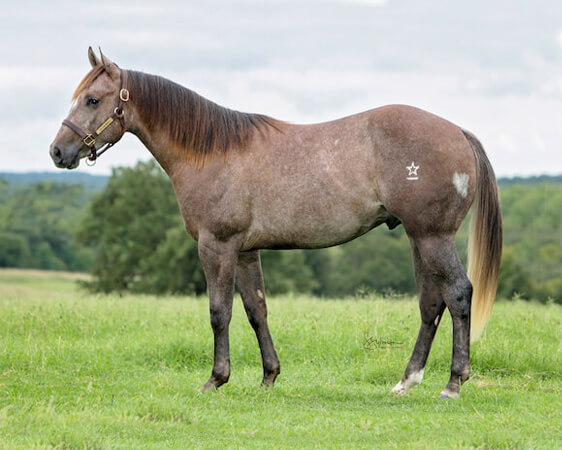 SJR Diamond King - CD Diamond x Playguns King Badger - 2017 Gray Colt