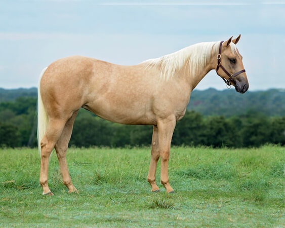 SJR Diamond Playgirl - CD Diamond x Playin Gina - 2017 Palomino Filly