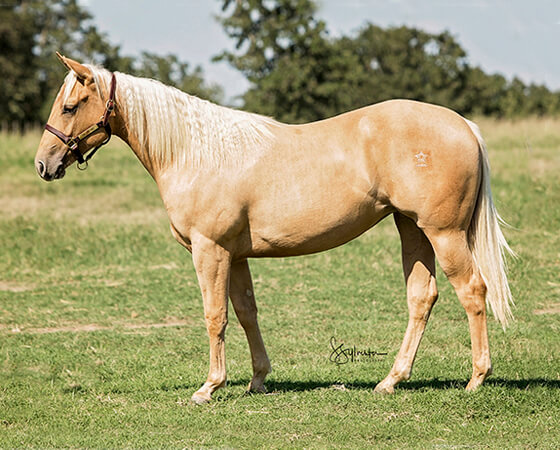 SJR Diamond Ruby - CD Diamond x Smart Ruby Rey - 2016 Palomino Filly