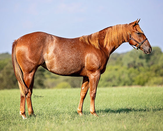 SJR Diamond Shinehi - CD Diamond x Highly Unlimited - 2021 Sorrel Filly