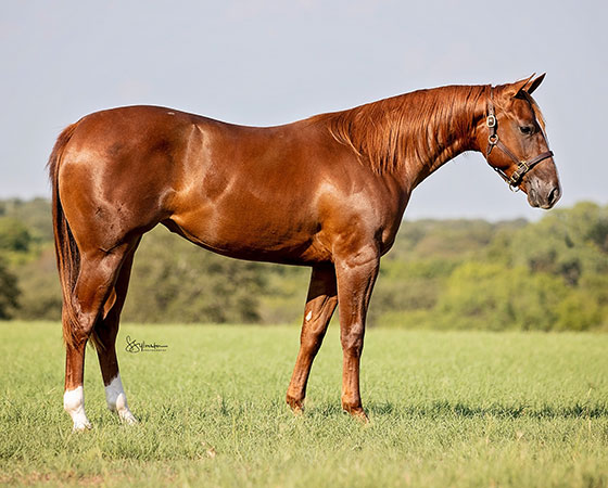 SJR Diamond Smoothie - CD Diamond x SJR Smooth Gina - 2021 Sorrel Filly