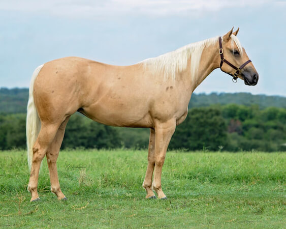 SJR Diamonds Fiona - CD Diamond x Whiz N Spark - 2017 Palomino Filly