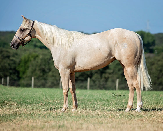 SJR Diamond Breeze - CD Diamond x Cat N Gail - 2020 Palomino Filly