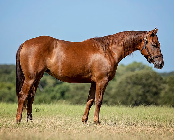 SJR Diamond Estee - CD Diamond x Catlike Kit - 2020 Chestnut Filly