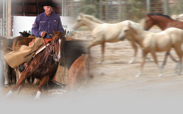 Performance Horses