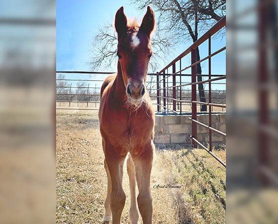 Dual Rey x Shiners Diamond Girl - 2021 Colt