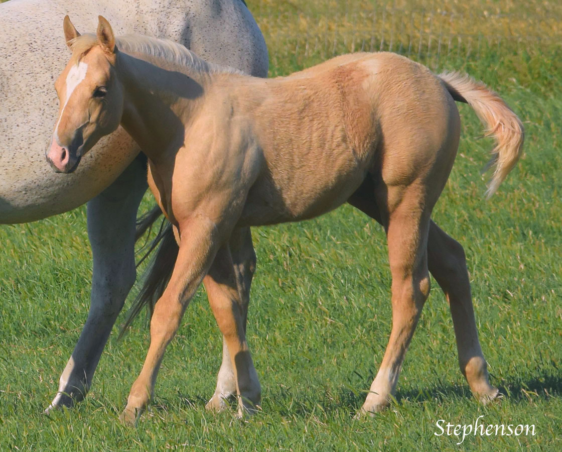 Dual Rey x Shiners Diamond Girl - 2016 Colt