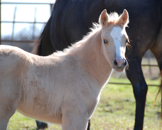 High Brow Cat x Shiners Diamond Girl - 2020 Filly