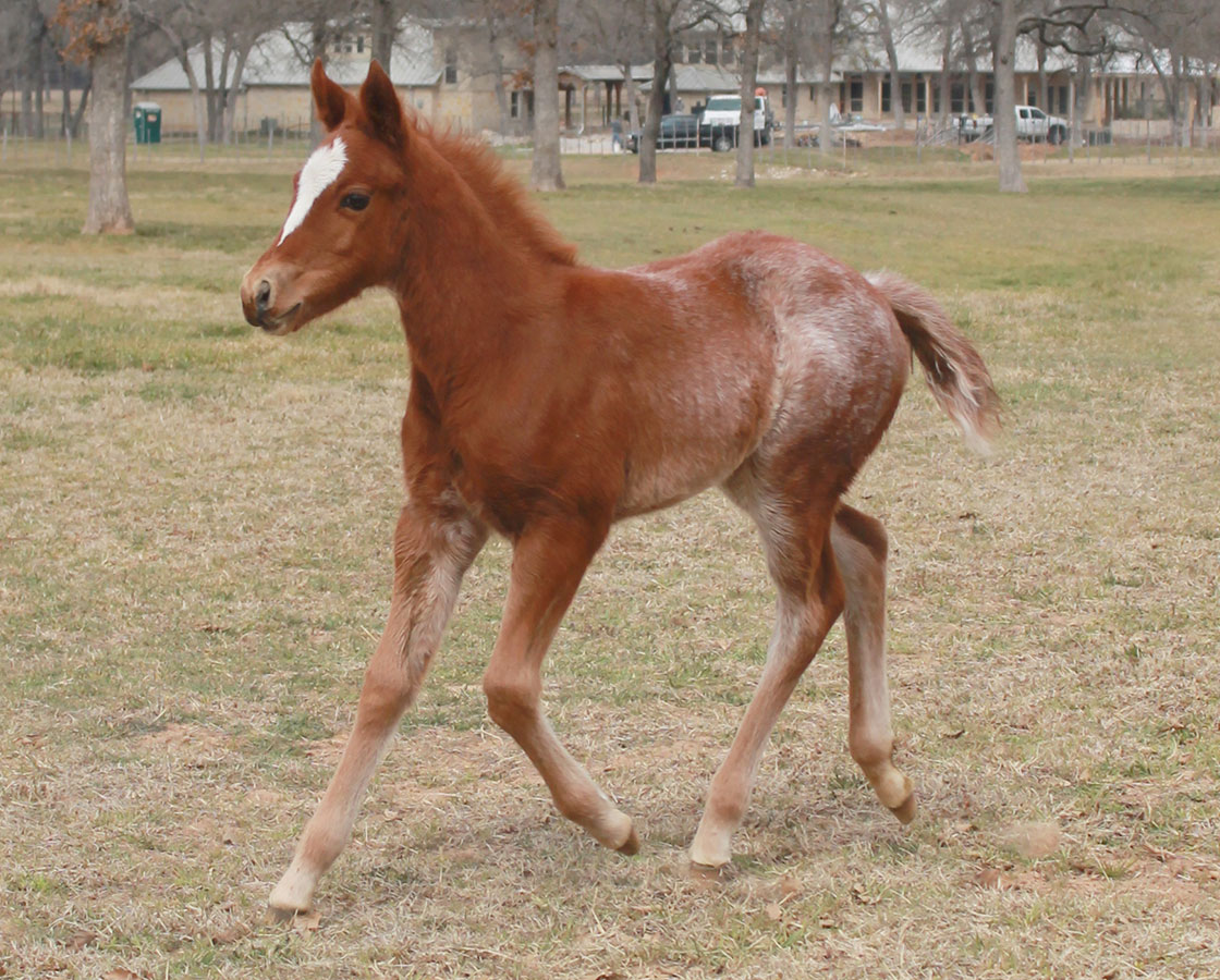 Smooth As A Cat x Shiners Diamond Girl - 2014 Filly